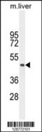 Transmembrane Protein 229A antibody, 55-510, ProSci, Western Blot image 