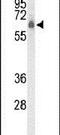 CLPTM1 Like antibody, PA5-26578, Invitrogen Antibodies, Western Blot image 