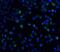 Interleukin 21 Receptor antibody, GTX31270, GeneTex, Immunocytochemistry image 