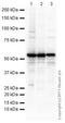 Selenium Binding Protein 1 antibody, ab90135, Abcam, Western Blot image 