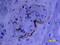 Endoglin antibody, BAF1097, R&D Systems, Immunohistochemistry paraffin image 