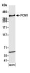 Pericentriolar Material 1 antibody, NB100-58828, Novus Biologicals, Western Blot image 