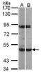 MAPK Activated Protein Kinase 5 antibody, GTX107938, GeneTex, Western Blot image 