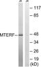 Mitochondrial Transcription Termination Factor 1 antibody, LS-C120437, Lifespan Biosciences, Western Blot image 