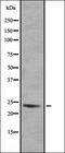 GEM antibody, orb335036, Biorbyt, Western Blot image 