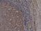 CD72 Molecule antibody, NB100-64350, Novus Biologicals, Immunohistochemistry paraffin image 