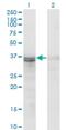 Frizzled Related Protein antibody, H00002487-M06, Novus Biologicals, Western Blot image 