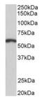 Paired Box 3 antibody, orb12972, Biorbyt, Western Blot image 