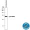 Tubulin Beta 3 Class III antibody, MAB1195, R&D Systems, Western Blot image 