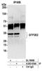 General transcription factor IIE subunit 2 antibody, A305-054A, Bethyl Labs, Immunoprecipitation image 