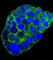 Complement C1q C Chain antibody, abx026509, Abbexa, Western Blot image 