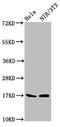 Baculoviral IAP Repeat Containing 5 antibody, LS-C369353, Lifespan Biosciences, Western Blot image 