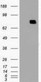 MX Dynamin Like GTPase 1 antibody, NBP1-47859, Novus Biologicals, Western Blot image 