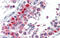Goosecoid Homeobox antibody, 25-048, ProSci, Immunohistochemistry paraffin image 