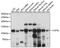 Centriolin antibody, A07479, Boster Biological Technology, Western Blot image 