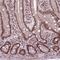 E74 Like ETS Transcription Factor 2 antibody, HPA071166, Atlas Antibodies, Immunohistochemistry frozen image 