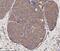 Tumor Protein P73 antibody, NB100-56674, Novus Biologicals, Immunohistochemistry paraffin image 