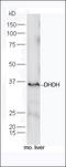 Dihydrodiol Dehydrogenase antibody, orb183088, Biorbyt, Western Blot image 