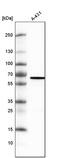 Methyltransferase Like 14 antibody, MA5-24706, Invitrogen Antibodies, Western Blot image 