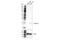Synuclein Alpha antibody, 74184S, Cell Signaling Technology, Western Blot image 