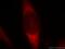 PDZ Domain Containing 2 antibody, 20039-1-AP, Proteintech Group, Immunofluorescence image 
