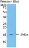 Natriuretic Peptide B antibody, LS-C293059, Lifespan Biosciences, Western Blot image 