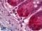 NEDD8 Ubiquitin Like Modifier antibody, LS-B6641, Lifespan Biosciences, Immunohistochemistry frozen image 