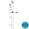 SRBC antibody, AF5087, R&D Systems, Western Blot image 