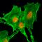 Histone Cluster 4 H4 antibody, M14495-9, Boster Biological Technology, Immunocytochemistry image 