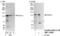 Rubicon Autophagy Regulator antibody, NBP1-30461, Novus Biologicals, Immunoprecipitation image 