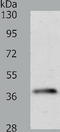 Sirtuin 2 antibody, TA324082, Origene, Western Blot image 