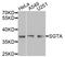 Small Glutamine Rich Tetratricopeptide Repeat Containing Alpha antibody, STJ29445, St John