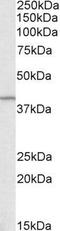 G Protein Subunit Alpha Q antibody, EB10742, Everest Biotech, Western Blot image 