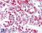 Growth Differentiation Factor 15 antibody, LS-B805, Lifespan Biosciences, Immunohistochemistry frozen image 