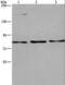 Argonaute RISC Component 4 antibody, LS-C406144, Lifespan Biosciences, Western Blot image 