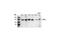 General Transcription Factor IIi antibody, 4562S, Cell Signaling Technology, Western Blot image 