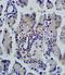 CD74 Molecule antibody, orb13328, Biorbyt, Immunohistochemistry paraffin image 