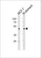 Forkhead Box A2 antibody, PA5-35097, Invitrogen Antibodies, Western Blot image 