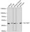 Solute Carrier Family 16 Member 7 antibody, 14-392, ProSci, Western Blot image 