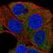 Protein Kinase C Eta antibody, HPA053709, Atlas Antibodies, Immunofluorescence image 