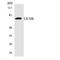 Glucuronidase Beta antibody, LS-B14670, Lifespan Biosciences, Western Blot image 