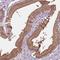 Autophagy Related 16 Like 1 antibody, NBP2-49408, Novus Biologicals, Immunohistochemistry frozen image 