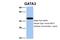 GATA Binding Protein 3 antibody, 25-031, ProSci, Western Blot image 