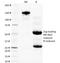 Placental Growth Factor antibody, 33-187, ProSci, Western Blot image 