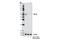 TNF Receptor Superfamily Member 1A antibody, 13377S, Cell Signaling Technology, Western Blot image 