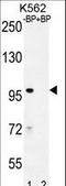IQ Motif Containing With AAA Domain 1 antibody, LS-C165271, Lifespan Biosciences, Western Blot image 