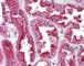 Structural Maintenance Of Chromosomes 4 antibody, 49-318, ProSci, Immunohistochemistry frozen image 