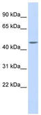WD Repeat Domain 45B antibody, TA338030, Origene, Western Blot image 