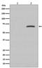 Paxillin antibody, P01033, Boster Biological Technology, Western Blot image 
