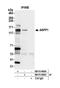 Protein Phosphatase 1 Regulatory Subunit 13B antibody, NB110-40684, Novus Biologicals, Western Blot image 